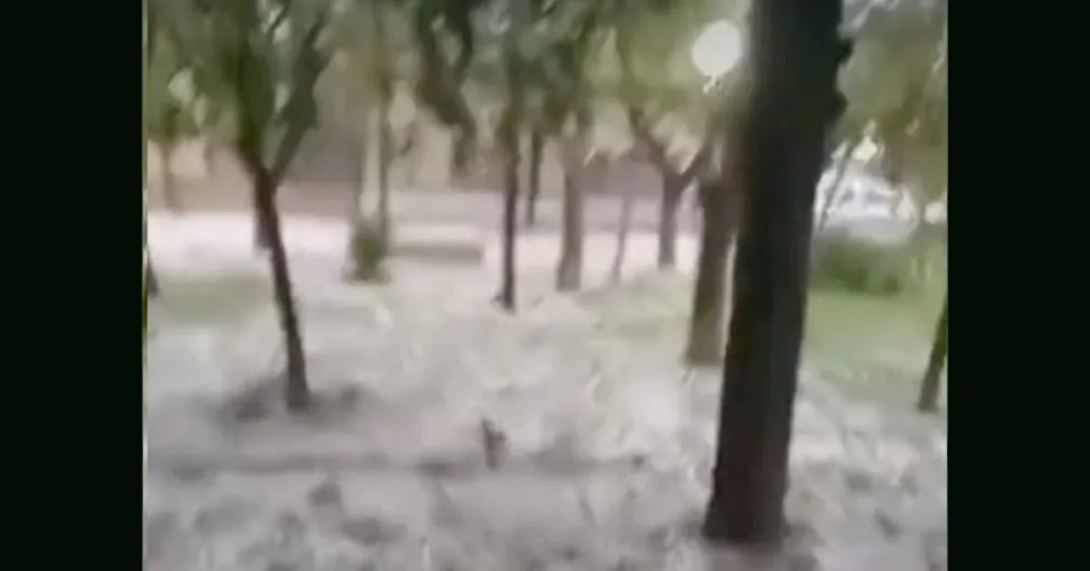 Las palomas muertas se veían sobre el pasto alrededor de los árboles.