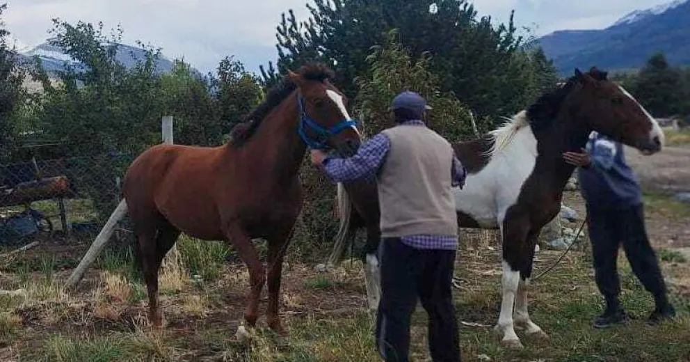 Mantener animales sueltos en la vía pública constituye una falta grave y puede derivar en sanciones.