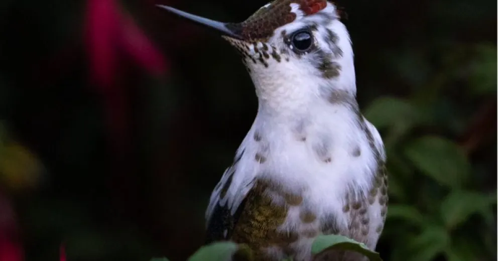 En la zona de Puyehue, Región de los Lagos, Chile.