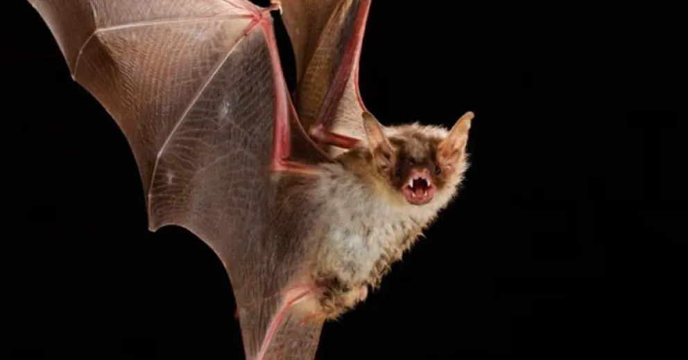 La rabia es una enfermedad infectocontagiosa viral, de carácter zoonótico, lo que significa que se transmite de los animales a los humanos.