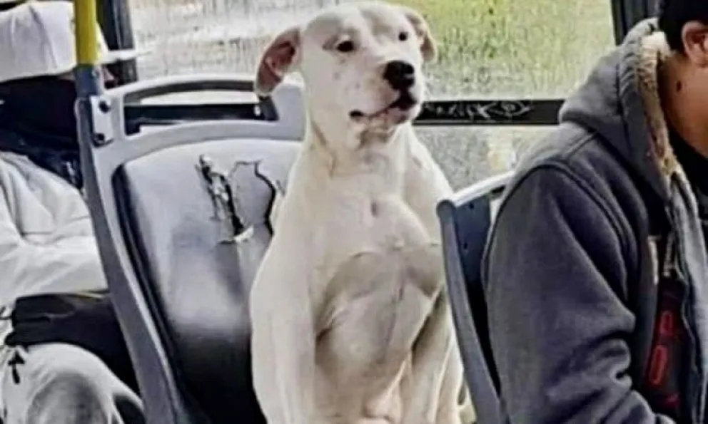 La imagen que recorrió todas las redes sociales de la ciudad. 