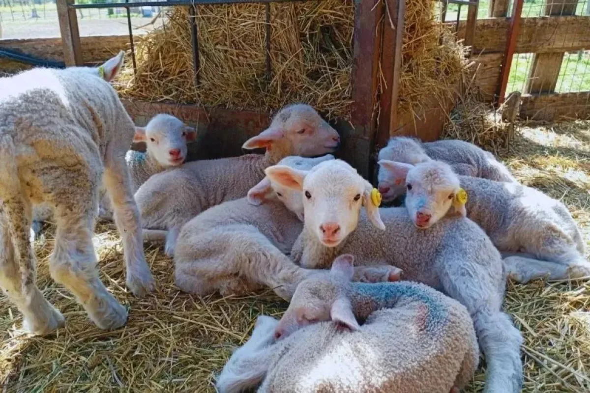 La paradoja ovina en Río Negro: carne barata pero sin productores por despoblación rural