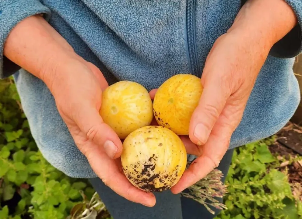 Abordará el rol de las mujeres en el desarrollo de la producción urbana y periurbana. Foto Feria Franca de Agricultores Nahuel Huapi.