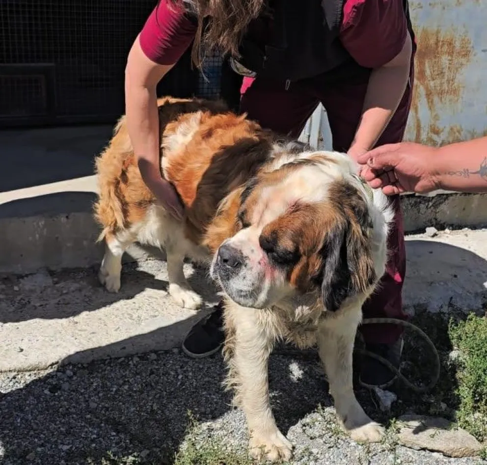 La perra continúa en observación y muestra signos de recuperación.