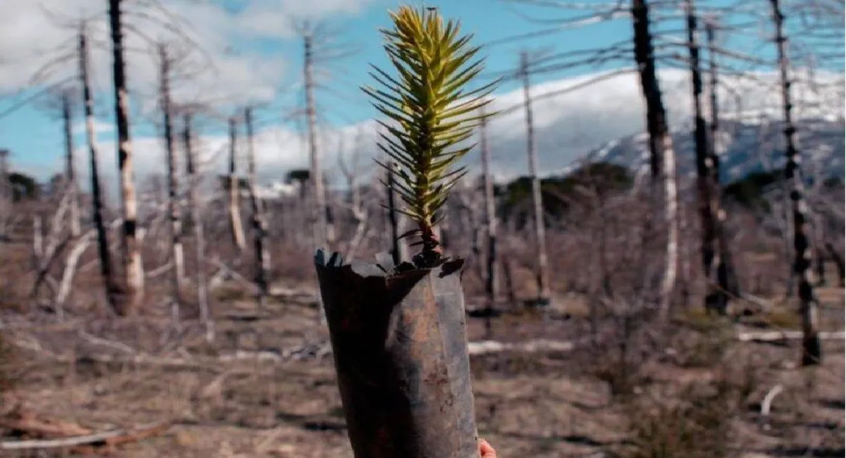 Convocan voluntarios para plantar 15 mil araucarias en el Parque Nacional Lanín