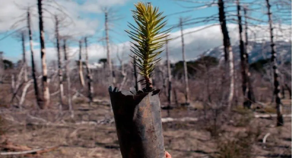 La actividad es impulsada por el Parque Nacional Lanín y la organización Amigos de la Patagonia.