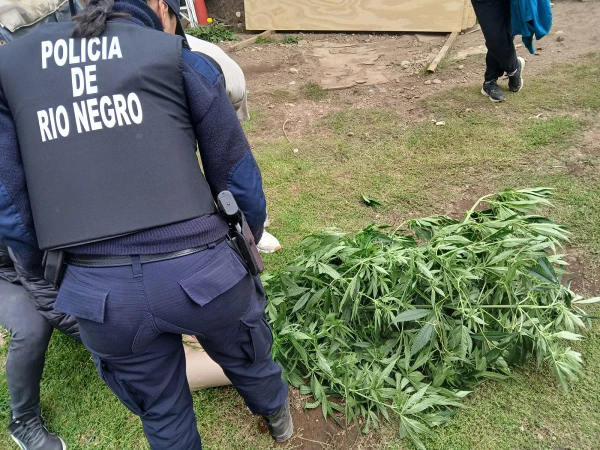 Secuestraron plantas de marihuana en una vivienda de Nueva Jamaica