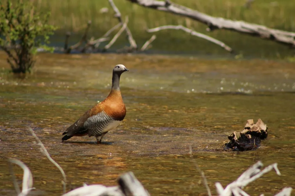 El bello cauquén real. Gentileza Natalia Cossa.
