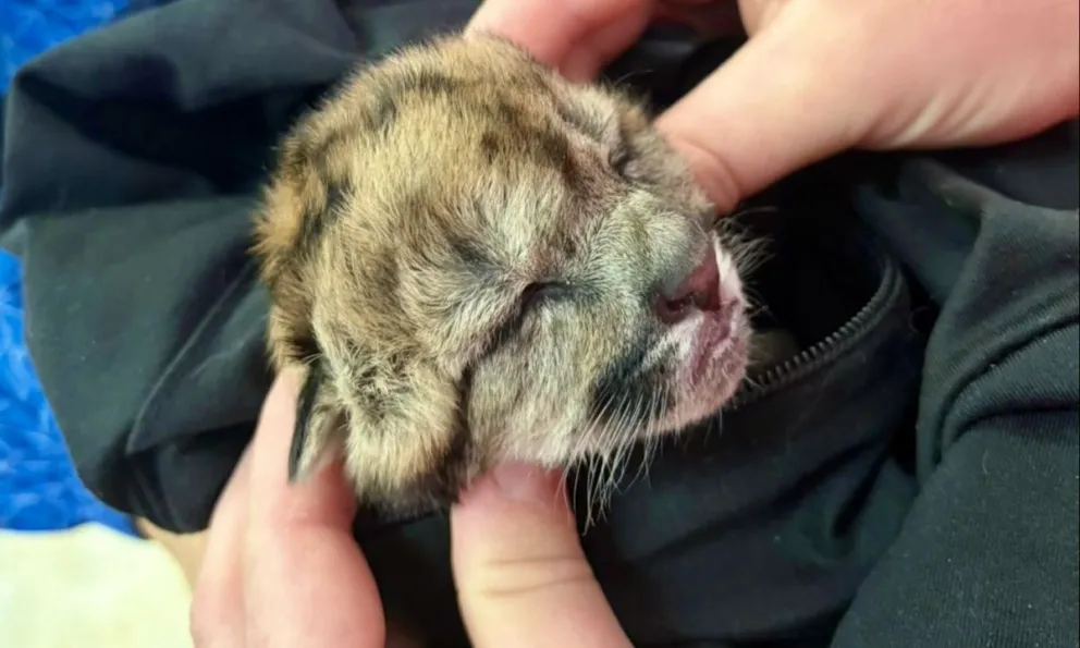 Un hecho lamentable dentro del Parque Nacional / Foto ilustrativa