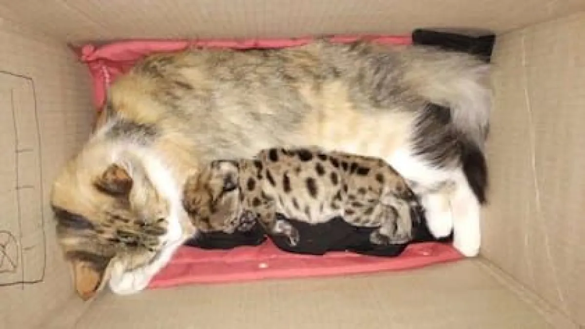 Una gata doméstica amamanta a cría de puma tras muerte de su madre en atropello