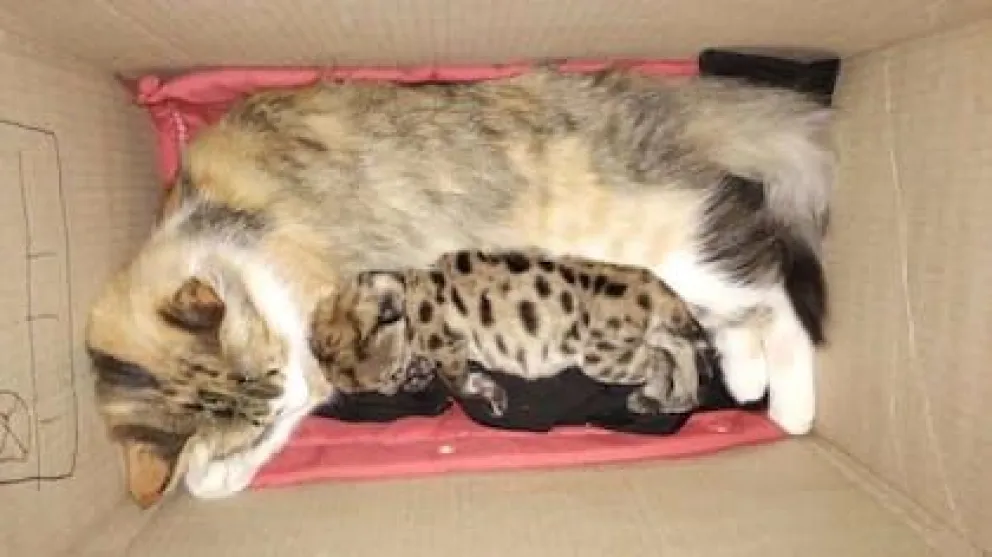 El instinto llevó a que lo aceptara.