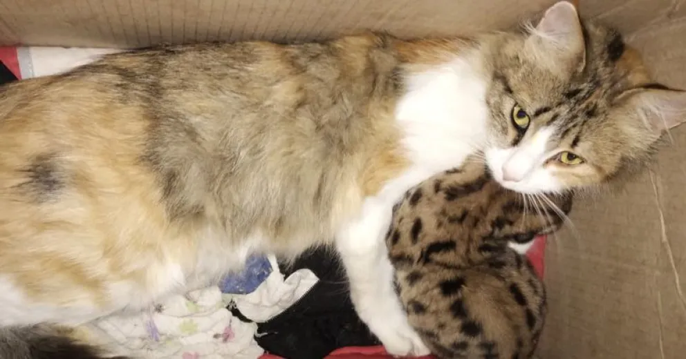 Así pasan  sus días. El instinto y amor de la gata ayuda a que la cría siga adelante. 