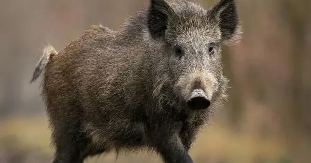 Lanzan alerta temprana para identificar las zonas en las que tiene presencia actualmente.