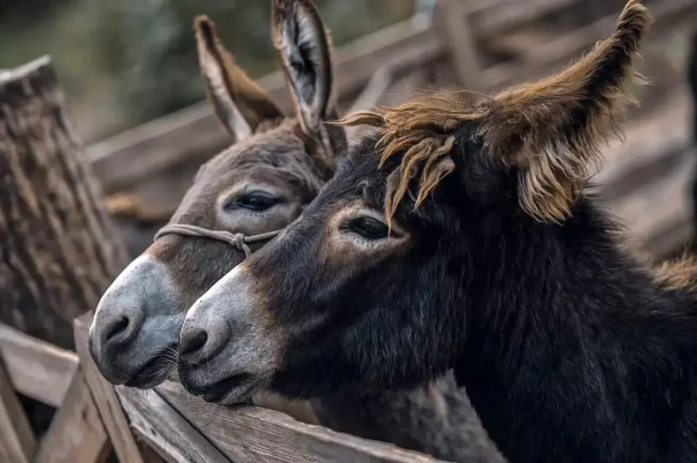 Sostiene que el burro puede ser una alternativa alimenticia.