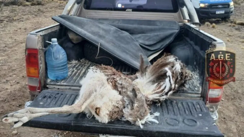 El ejemplar de Choique será incinerado en el basurero de Sarmiento, en Chubut. 