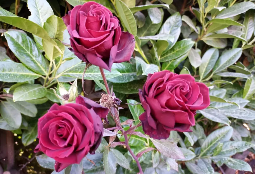 Rosas "contra la crueldad del mundo".