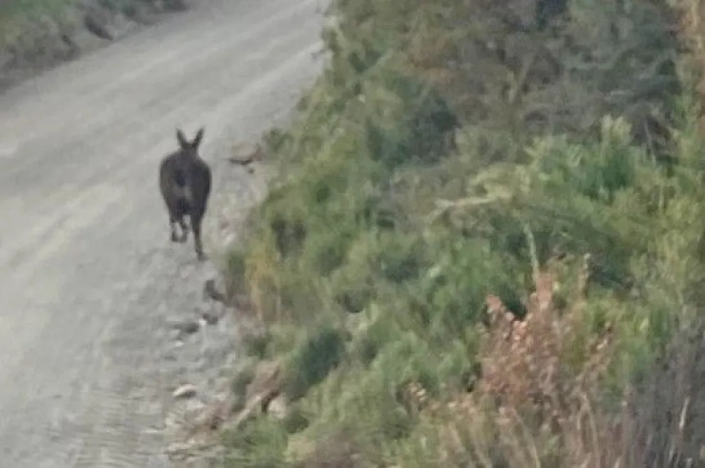 Ante un eventual avistaje, se solicita dar aviso inmediato a guardaparques. 