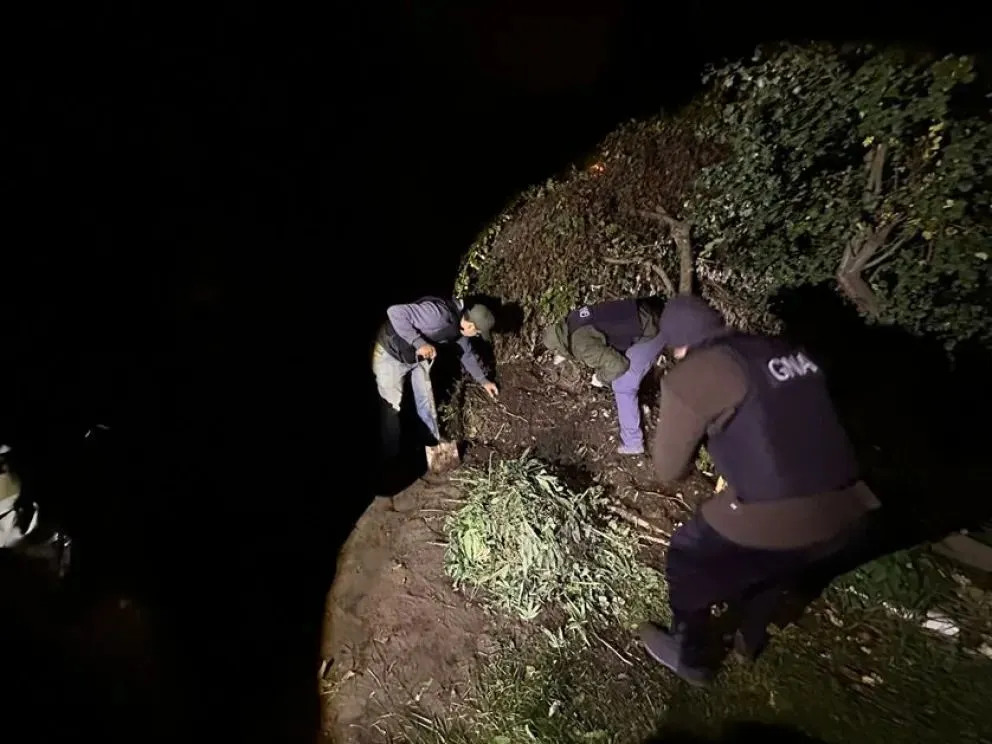 Enterró plantas de marihuana en el patio de su vivienda pero lo descubrieron. 