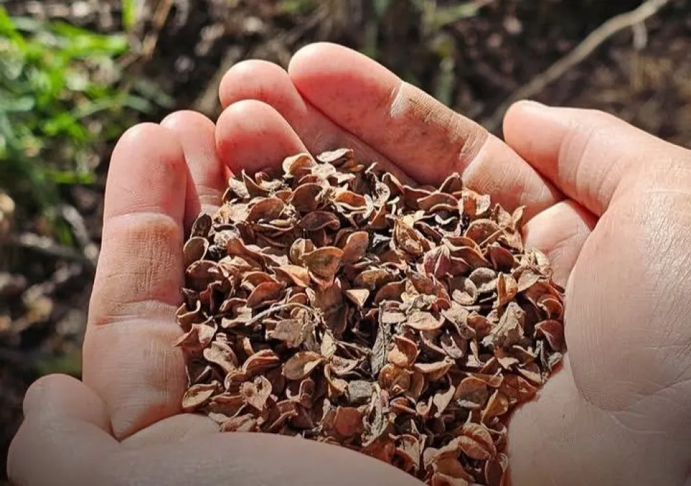 Una tarde para aprender sobre semillas nativas, su recolección y limpieza. Foto Instagram Circuito Verde.