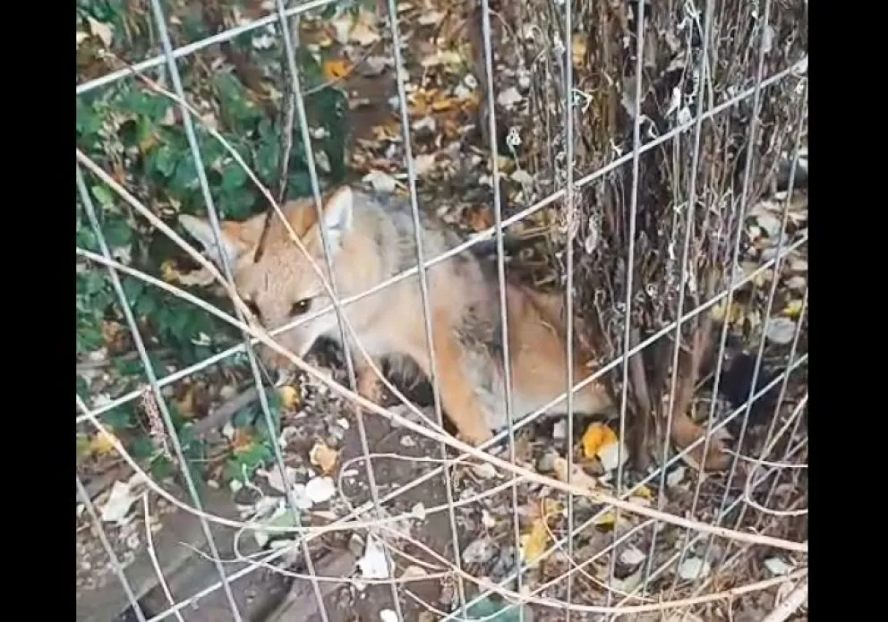 El momento en el que encontraron al animal herido. 