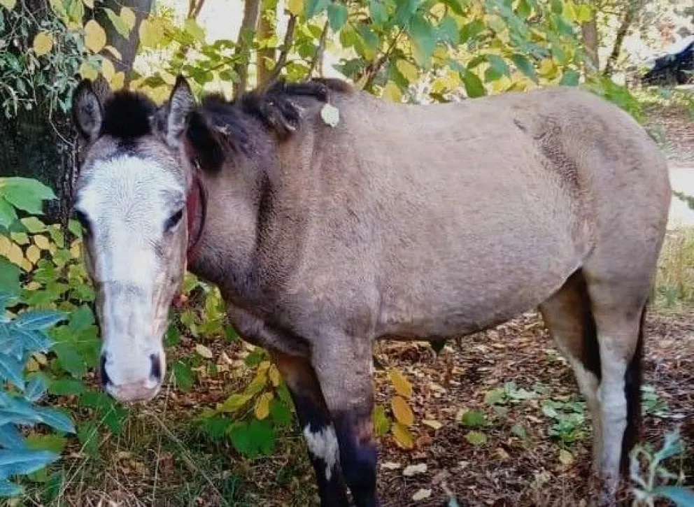 Desde el área recordaron que la presencia de animales sueltos en la vía pública constituye una infracción.