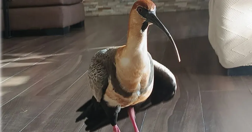 Le gusta hacer un recorrido por el living. 