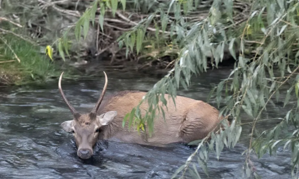 En animal fue filmado cuando estaba dentro del arroyo Ñireco.