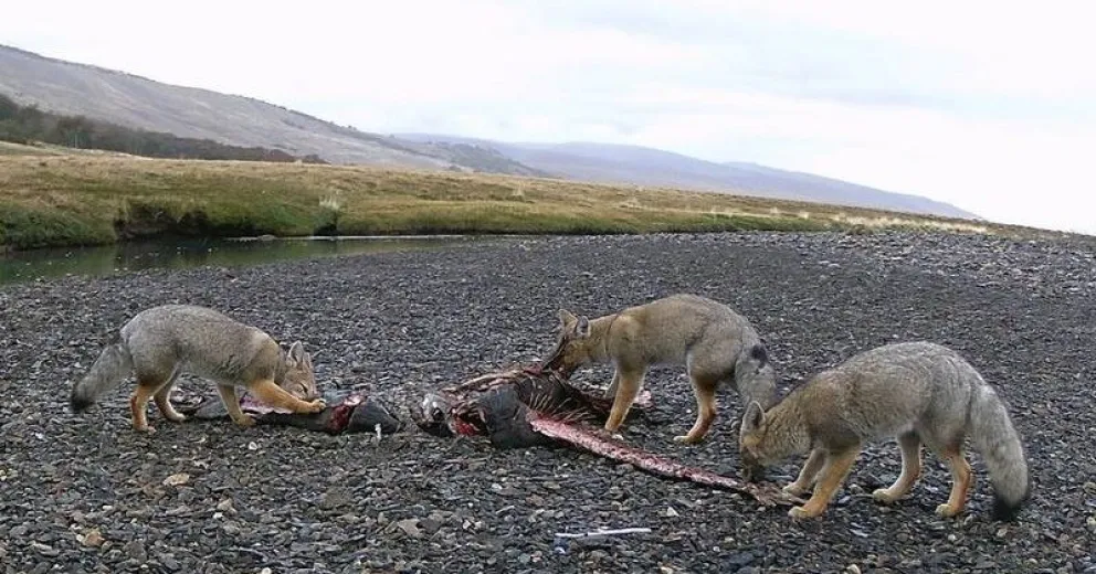 Las imágenes registran la incorporación del salmón en la comida cotidiana.