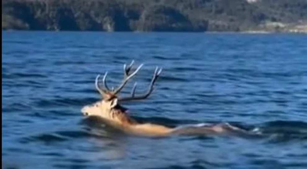 El avistamiento de fauna silvestre es cada vez más habitual.