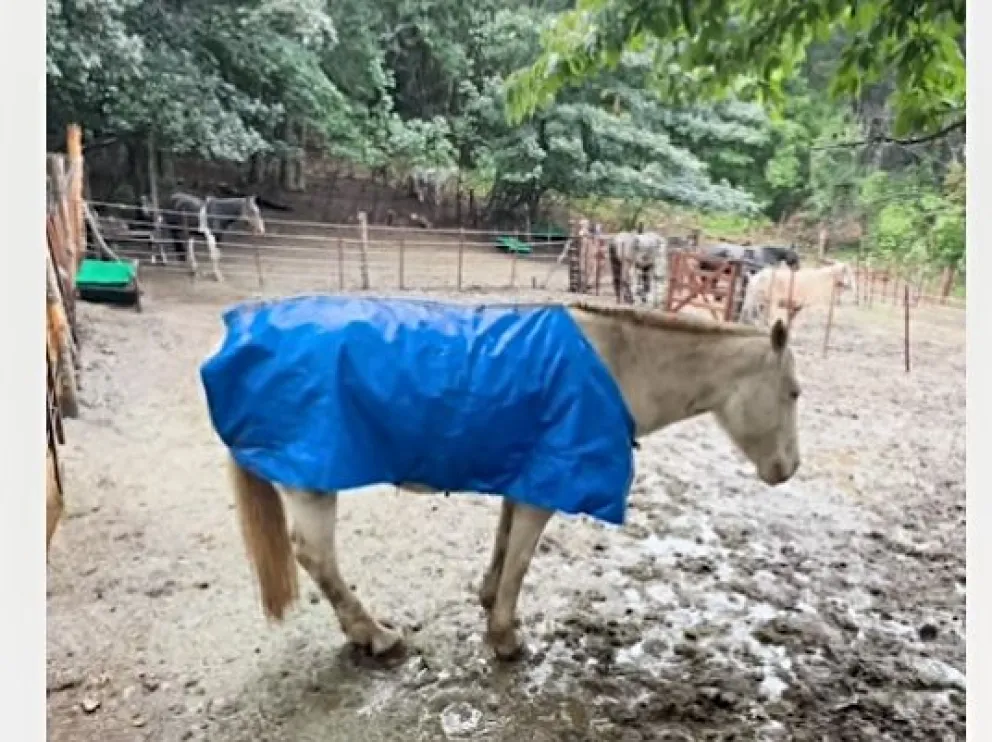Una de las imágenes de la granja que se encuentra en el lugar. 