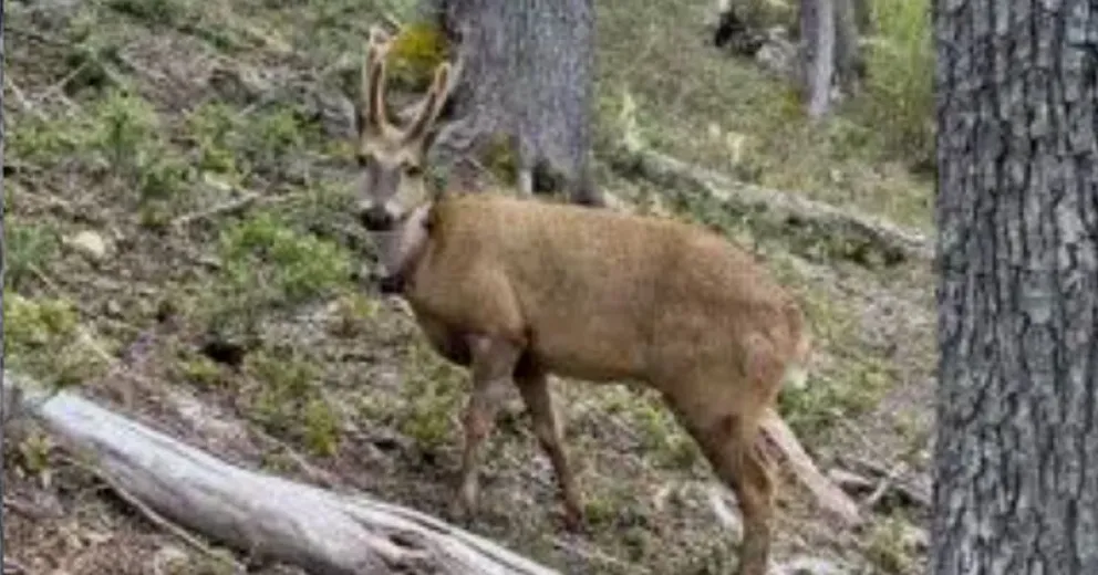 El huemul que sigue trazando el corredor biológico.