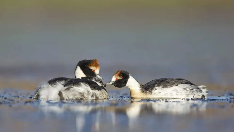 A 52 años del día en que Mauricio Rumboll y Edward Shaw descubrieron al Macá Tobiano en la Laguna de Los Escarchados.