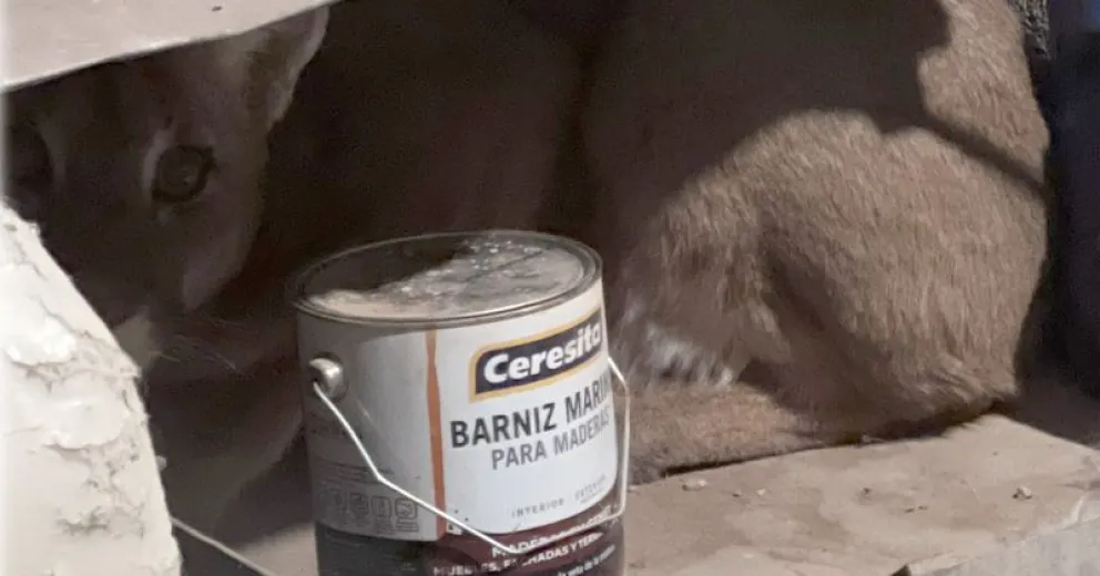 Cerraron el quincho para que sea sacado por personal de Fauna y llevado a su territorio nuevamente.