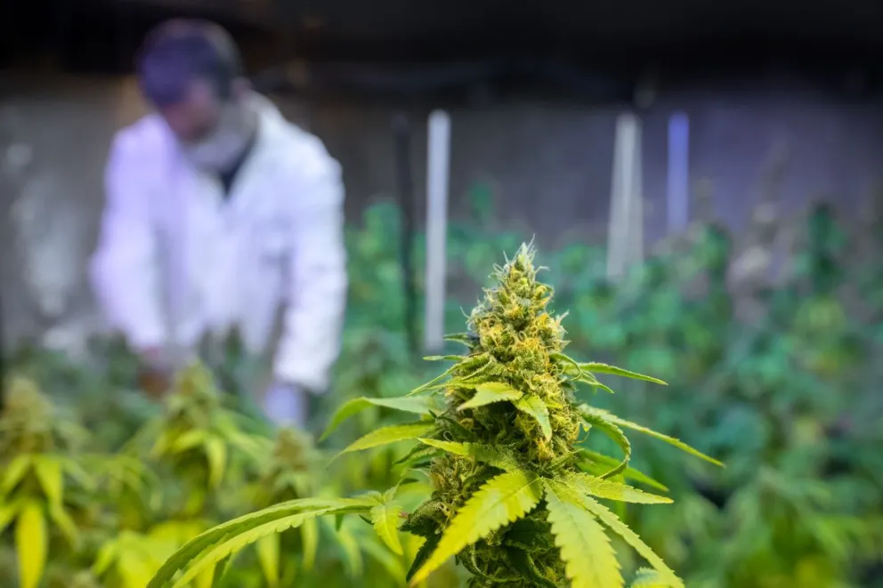 Ciencia Sativa generó vínculo con la agencia agrícola de Brasil. Foto crédito: Bichos de Campo