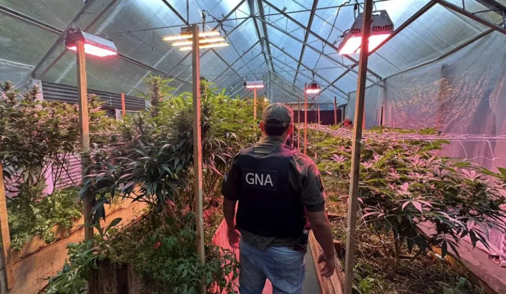 Organizaciones cannábicas piden capacitación a las fuerzas de seguridad. 