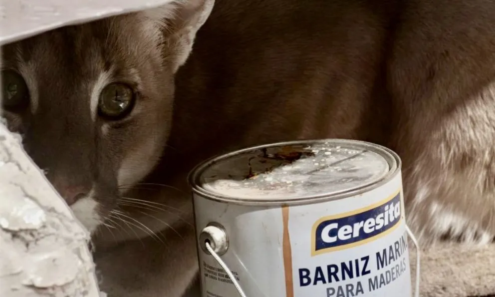 Cerraron el quincho para que sea sacado por personal de Fauna y llevado a su territorio nuevamente.