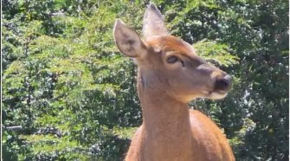 Las imágenes permiten sumar información para los proyectos de protección de la especie nativa.