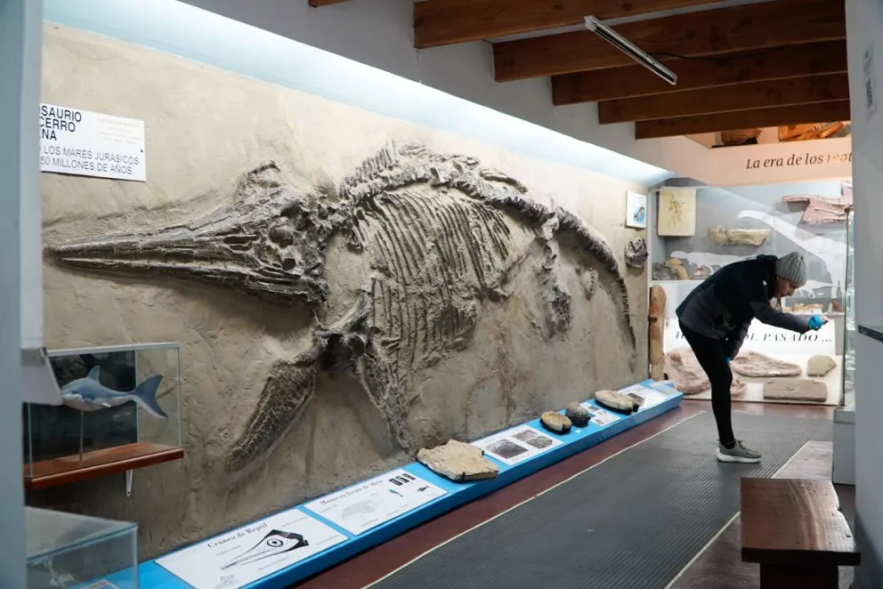 Entre las joyas del museo, una réplica del ictiosaurio Caypullisaurus bonapartei hallado en Neuquén que se exhibe en el museo desde 1995. Fotos Facundo Pardo. 