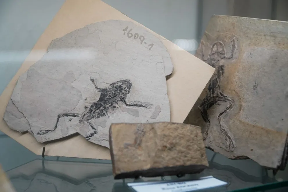 Todas las actividades son libres y gratuitas. Foto ilustrativa del Museo Paleontológico Bariloche.