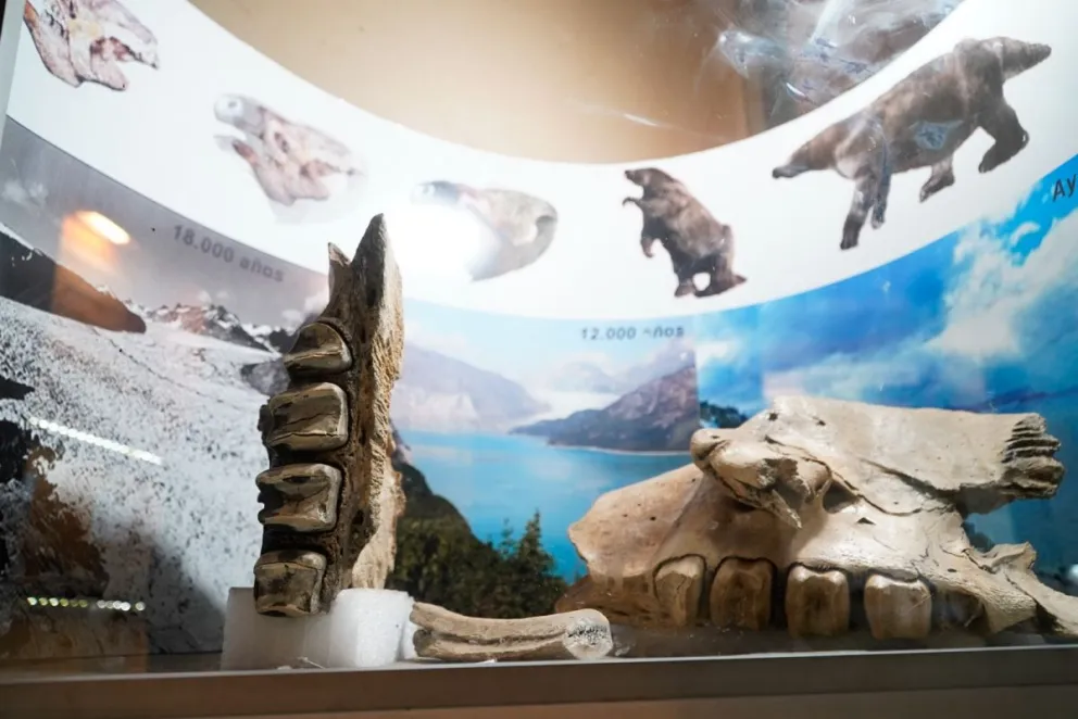 Una oportunidad de conocer más sobre el fascinante mundo que alberga el museo.