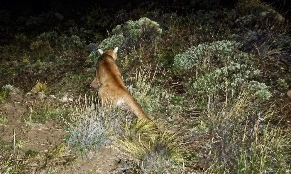 El puma había sido descubierto en el quincho de una casa. 