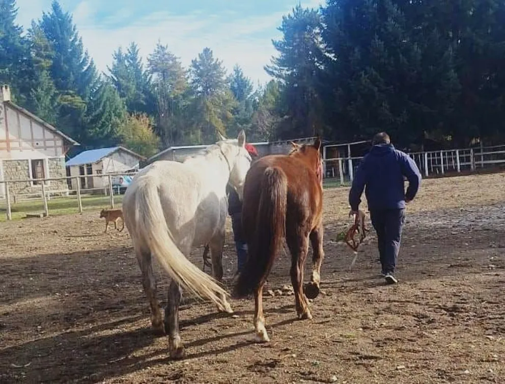 Los animales fueron derivados al Parque Municipal Llao Llao, donde quedarán bajo resguardo hasta tanto sus propietarios se presenten 