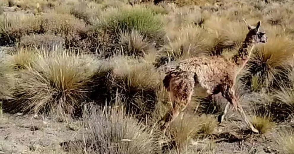 El animal fue liberado en la estepa. Imagen gentileza del Parque Nacional Nahuel Huapi.