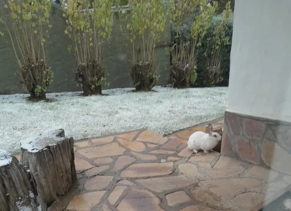 Una vecina envió la foto de un conejo mimetizándose con la nevada de este viernes. 