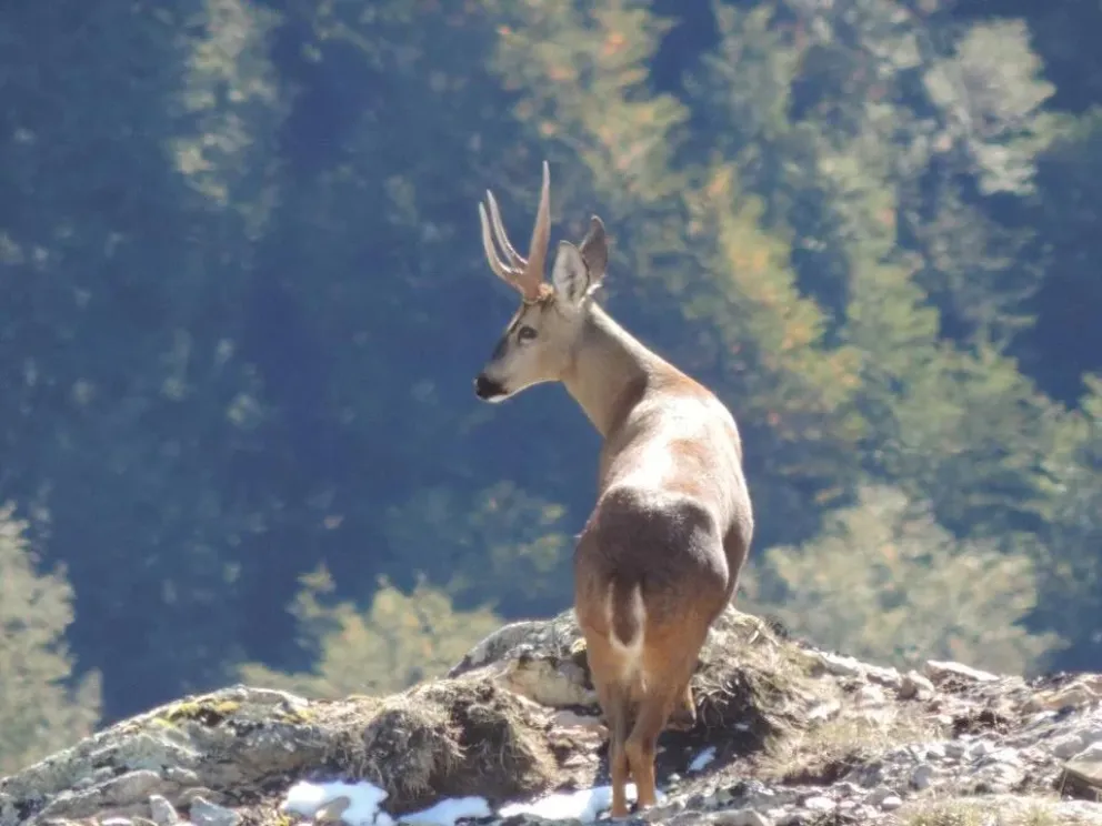 El huemul es una especie declarada Monumento Natural Nacional. Fotos Ahora Comarca.