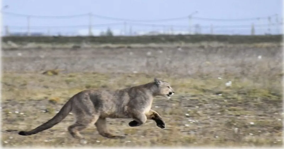 Río Gallegos: operativo en el autódromo por la presencia de un puma ...