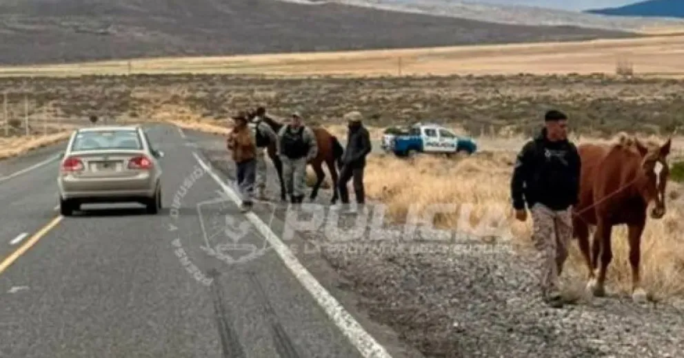 Los animales fueron puestos a resguardo. Imagen de la Policía de Neuquén.