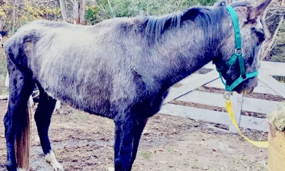El cuerpo del caballo reflejaba ausencia total de cuidados. 