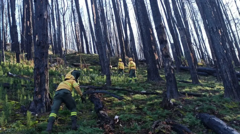 Tras los incendios ocurridos en la región, creció la preocupación por el avance de especies exóticas invasoras