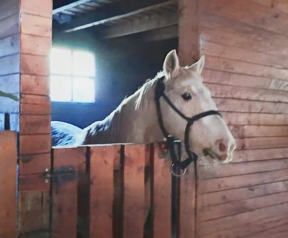 Los caballos sueltos son una problemática que comienza a solucionarse. 